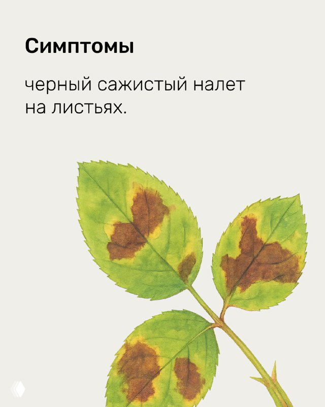 Страница, показывающая чёрный сажистый налёт на листьях — симптом присутствия сажистого гриба, образующего чёрную плёнку на листовой пластине.