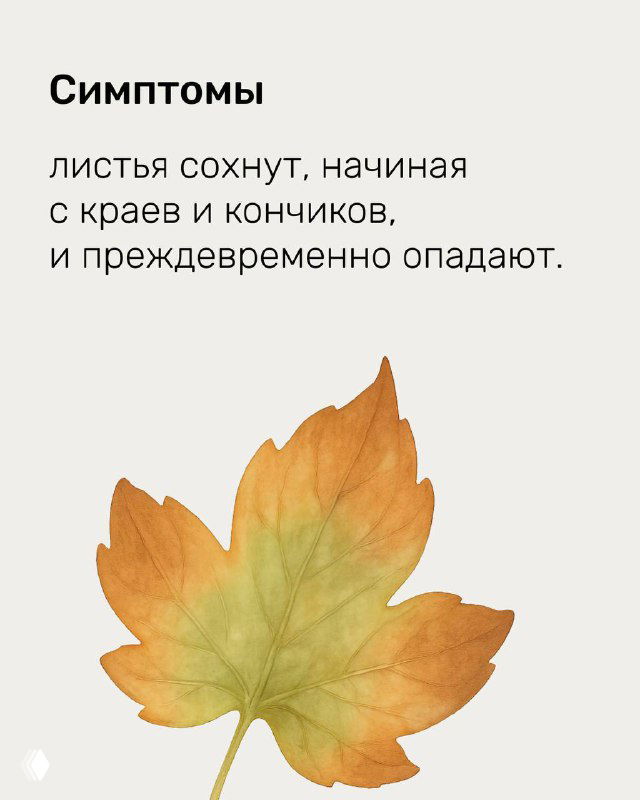 Рисунок оранжевого листа — симптом высыхания, края и кончики усыхают и преждевременно опадают у растения.