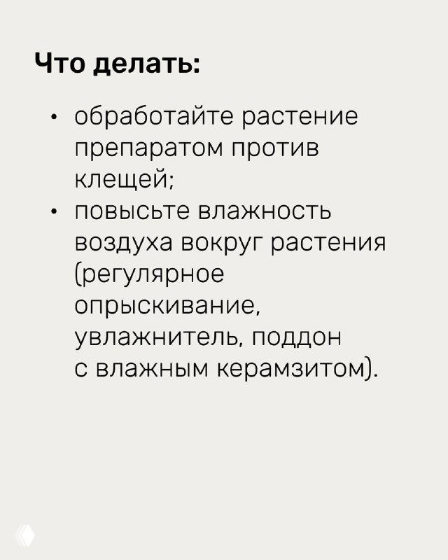 Список действий: обработайте растение препаратами против клещей, повышайте влажность и уберите сквозняки — памятка по защите растений.