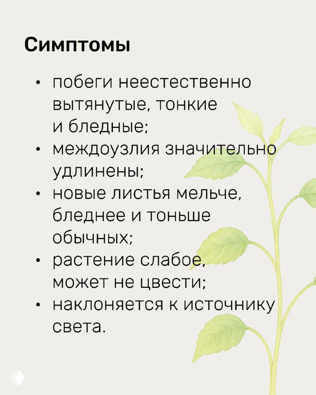 Слайд с заголовком «Симптомы»: перечисление признаков — побеги вытянуты, тонкие и бледные, междоузлия удлинены; визуальное описание дефицита света у растений.