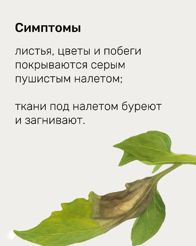 Слайд, иллюстрирующий симптомы серой гнили: листья и побеги покрываются пушистым серым налётом, ткани под налётом буреют и загнивают — признаки грибковой инфекции.