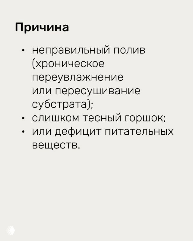 Слайд с перечислением причин желтизны: переувлажнение или пересушивание, тесный горшок и дефицит питательных веществ — краткие заметки для диагностики.