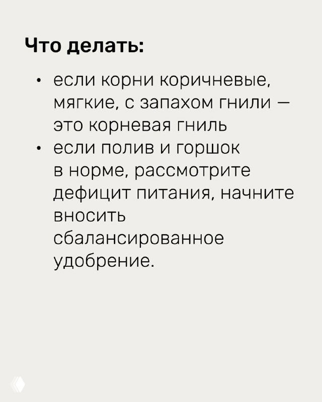 Продолжение рекомендаций при проблемах с корнями: признаки корневой гнили — корни коричневые, мягкие, запах гнили; дальнейшие шаги по лечению и удобрению.