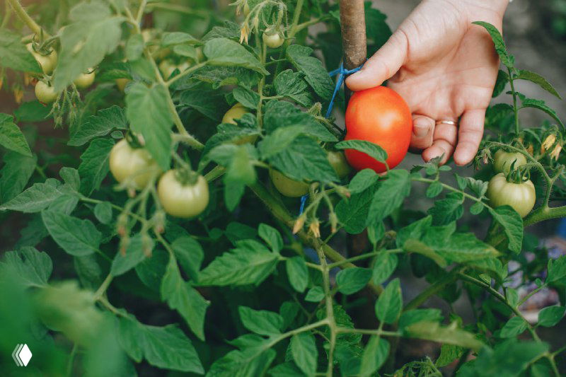 Рука собирает спелый томат в теплице среди зелёных листьев и незрелых плодов — демонстрация этапа созревания и уборки урожая.
