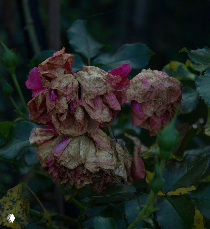 Увядшие розовые бутоны на кусте в конце сезона, показывающие засыхание соцветий и необходимость обрезки и осенней подкормки.