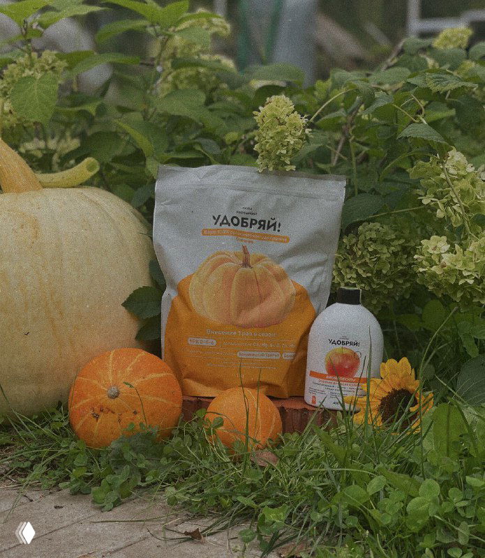 Пакет и флакон удобрений «Удобряй» на фоне осенних тыкв и зелёных кустов, демонстрация упаковки и сезонной композиции для поста о подкормках.