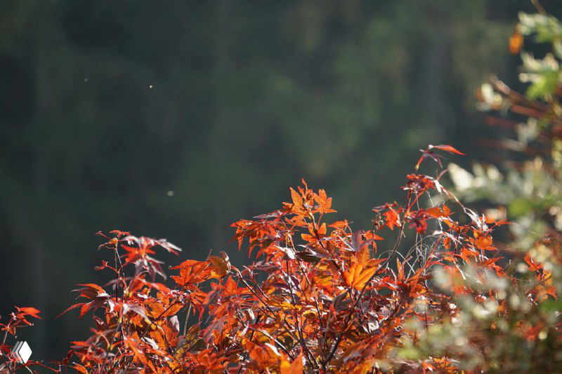 Фрагмент осенней кроны с красно-оранжевыми листьями на фоне размытых деревьев — пример листопада и подготовки сада к зиме.
