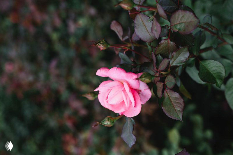 Крупный план розового бутона розы на фоне тёмно-зелёных листьев куста, иллюстрация к теме осенней обрезки и ухода.