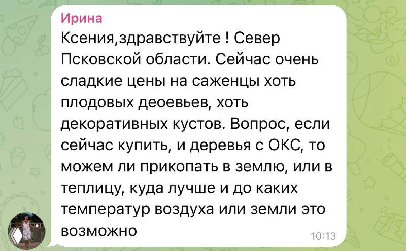 Прикопанные саженцы в траншее: молодые растения уложены корнями на север под углом, накрыты еловыми ветками и частично покрыты снегом для защиты.