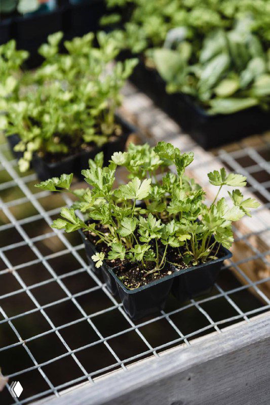 Маленькие всходы зелени (петрушка) в пластиковом контейнере на металлической решётке — пример посадок для подоконника и балкона, готовые к пикировке.