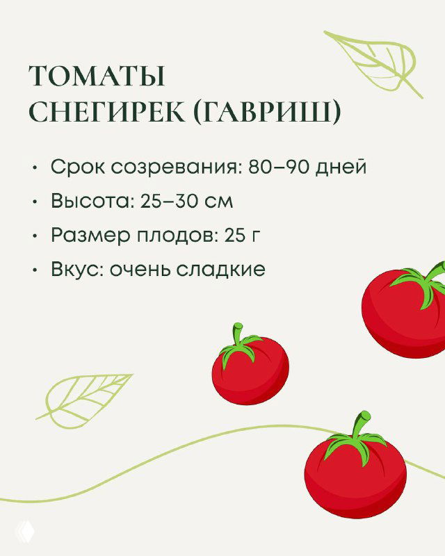 Слайд о сорте томатов «Снегирек (Гавриш)»: пункты со сроком созревания 80–90 дней, высотой 25–30 см, размером плодов 25 г и описанием вкуса.
