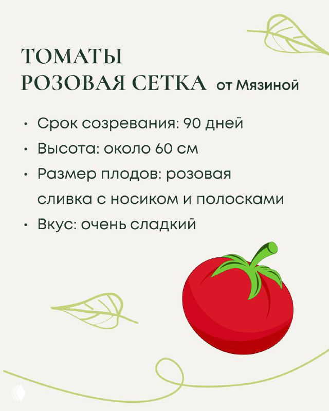 Слайд о сорте томатов «Розовая сетка» от Мязиной: срок созревания около 90 дней, высота около 60 см, плоды розовая слива с носиком и полосками.