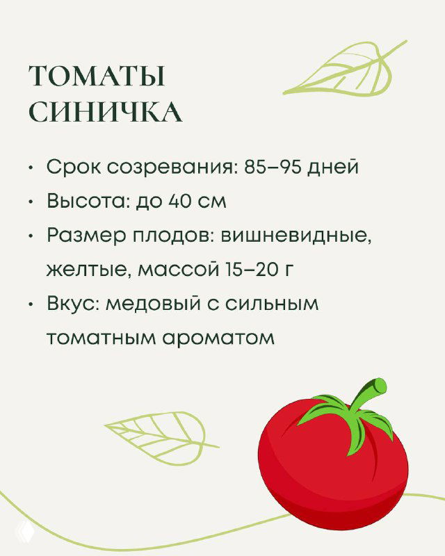 Слайд о сорте томатов «Синичка»: срок созревания 85–95 дней, высота до 40 см, плоды вишневидные 15–20 г, вкус медовый с томатным ароматом.