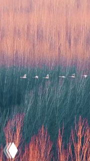 Вертикальная фотография травянистого поля и далёкого неба с группой летящих птиц — спокойная, созерцательная атмосфера.