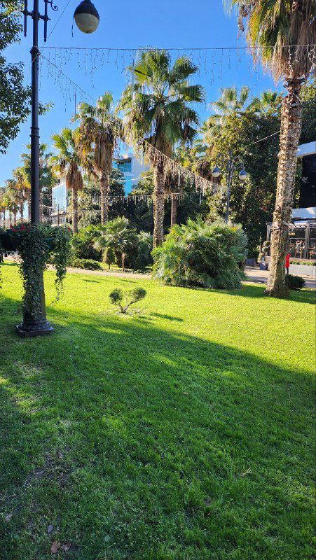 Панорамное фото ухоженной лужайки с высокими пальмами в Сочи, солнечный день, прогулочная зона рядом с площадкой.