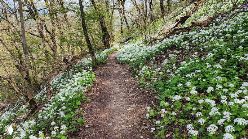 Тропинка в лесу с белыми цветами, по которой шла команда Bright Camp — кадр прогулки и разговоров с участниками.