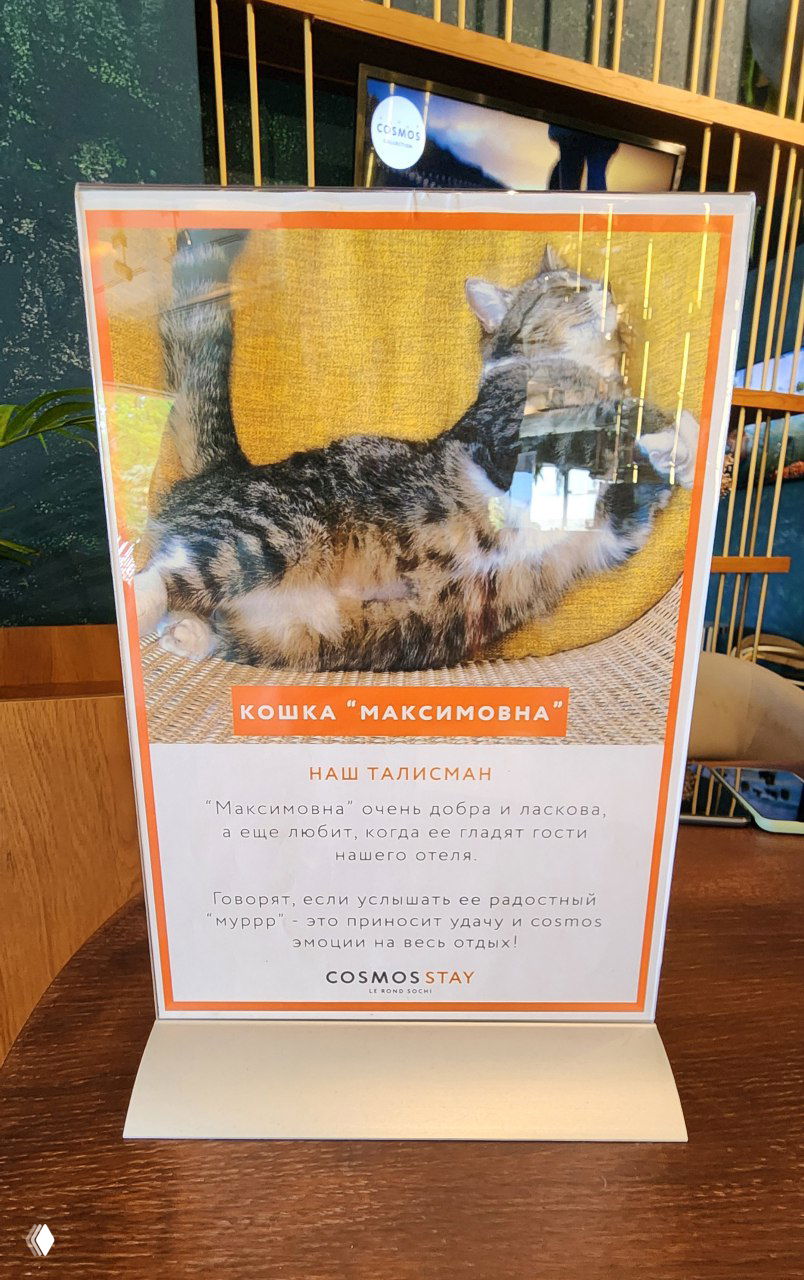 Стенд с фотографией кота «Максимовна» и текстом-талисманом в лобби отеля Cosmos Lerond Sochi, оформленный на столе.