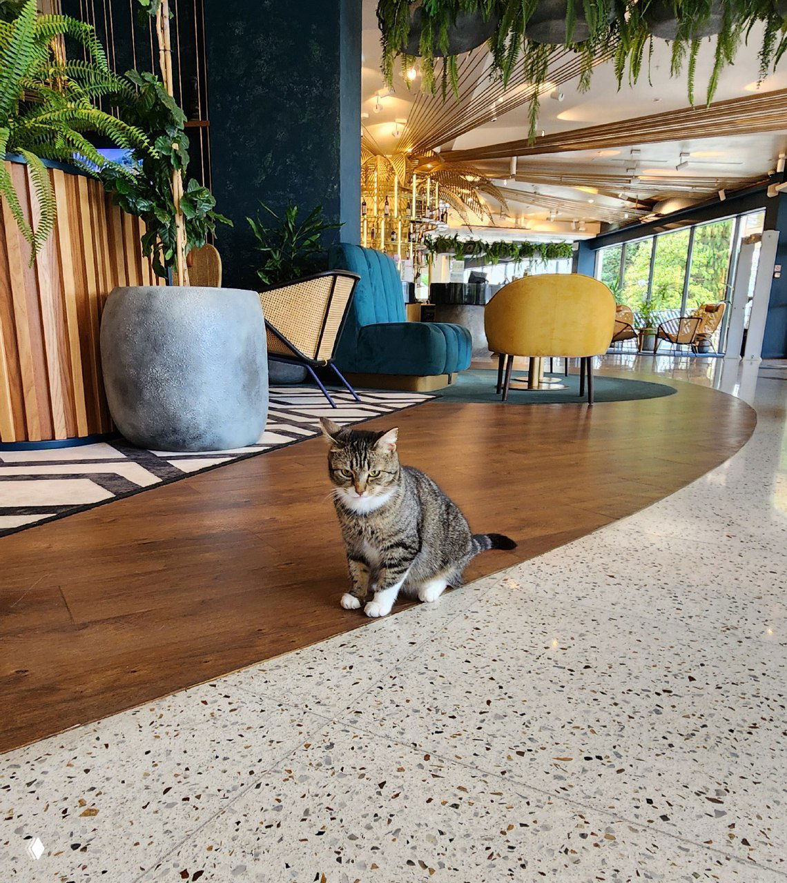 Кот сидит в лобби Cosmos Lerond Sochi на фоне дизайнерской мебели и зелени — живой триггер впечатлений гостей отеля.