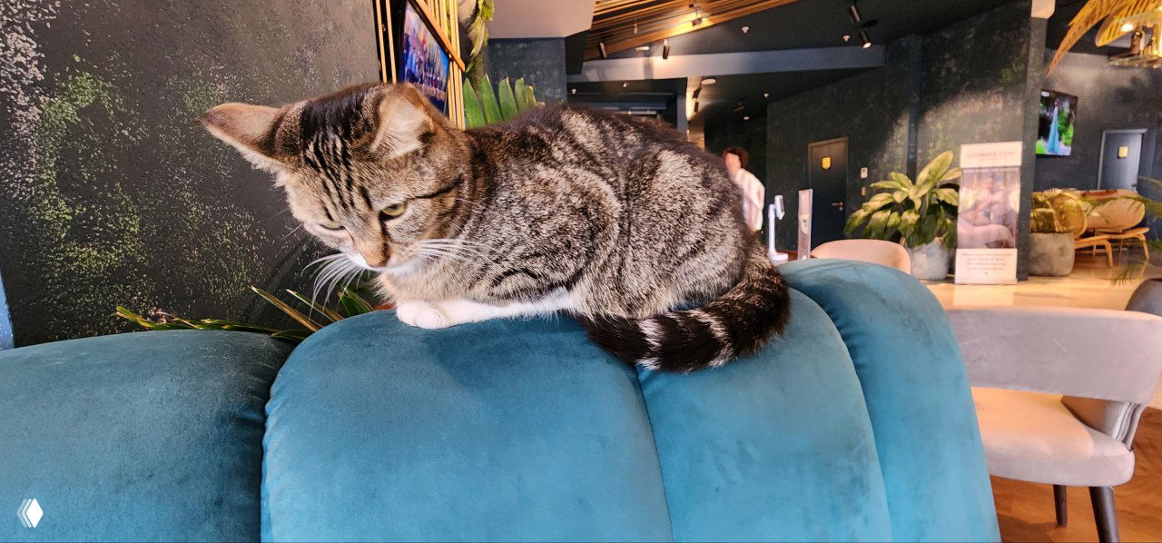 Крупный план кошки, лежащей на бархатном диване в лобби отеля Cosmos Lerond Sochi — демонстрация доброжелательной атмосферы.