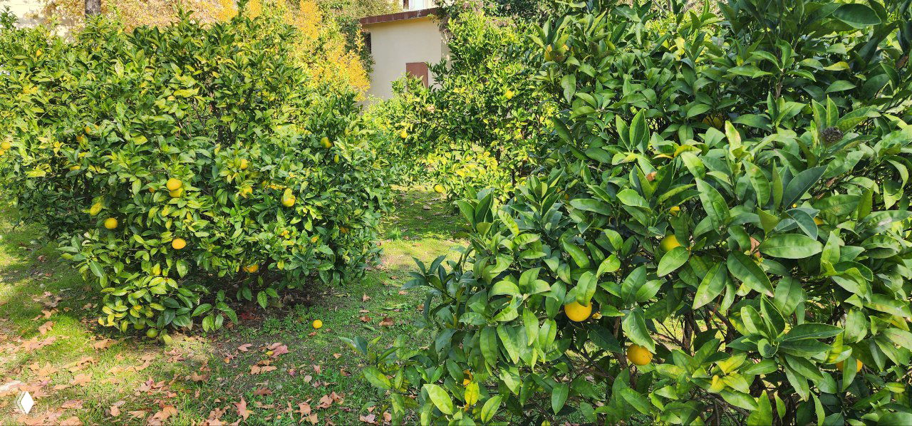 Апельсиновые деревья и зелёный сад на территории комплекса DFC Sochi: плоды на ветках, солнечная прогулочная зона рядом с отелем.