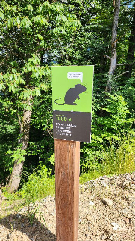 Зеленый указательный щит на деревянном столбике вдоль лесной тропы курорта Красная Поляна с силуэтом мыши и текстом про её скорость — пример маркетингового триггера.