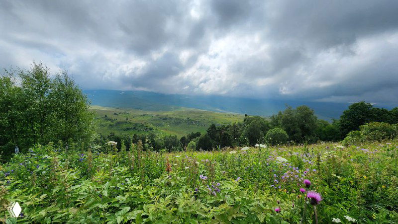 Летняя лужайка с дикими цветами и панорамой гор в республике Адыгея: полевые растения на переднем плане и лесные склоны вдали под облаками.