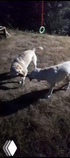 Две собаки на выгуле в гостинице для животных вечером: одна играет с игрушкой, в фоне видна территория и ограждение, кадр из видео для хозяев.