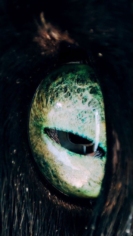 Схожесть фамильяров и хозяев подтверждена наукой