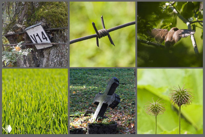 Коллаж из шести снимков: скворечник на дереве, колючая проволока, птица на ветке, плотная зелёная трава, старый крест и шаровидные соцветия.