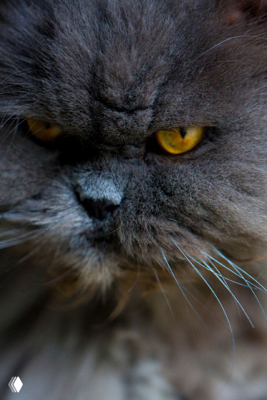 Крупный план морды густоопушённого серого персидского кота с яркими жёлтыми глазами, видны шерсть и усы.