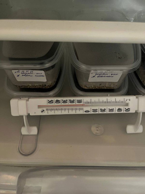 Контейнеры с посевами в холодильнике на полке рядом с шкалой-термометром; видно подписанные ёмкости — иллюстрация условий стратификации.