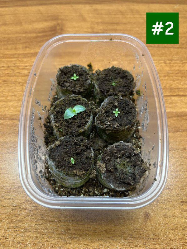 Пластиковый контейнер с торфяными таблетками и более мелкими всходами эустомы без стратификации, часть таблеток ещё пустует, вид сверху.