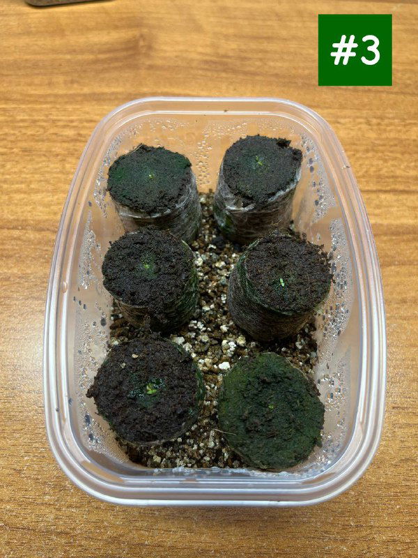 Контейнер с торфяными таблетками через более поздний посев: очень мелкие ростки или их отсутствие у многих таблеток, общий вид сверху.