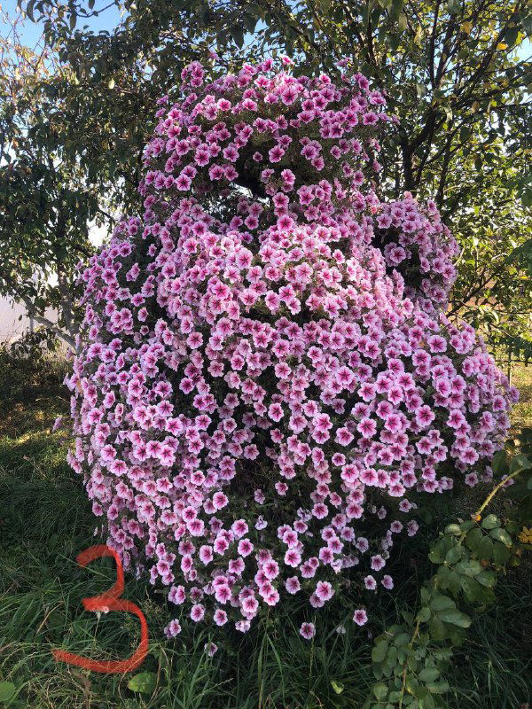 Высокая кустарная конструкция, полностью покрытая бледно-розовыми ампельными петуниями — декоративный эффект к середине лета.