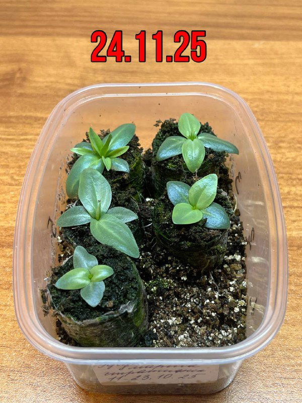 Несколько сеянцев эустомы в пластиковом контейнере и торфяных таблетках; растения разного роста и плотности, дата на фото 24.11.25.