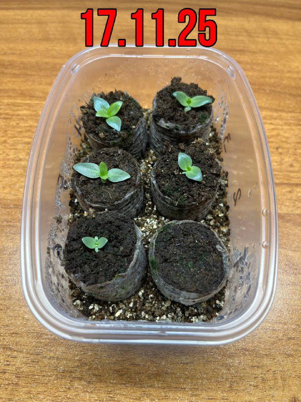 Раннее состояние сеянцев эустомы в контейнере: более мелкие ростки и первая пара настоящих листьев, дата съёмки 17.11.25.