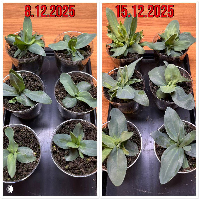 Растем и развиваемся к 8 марта