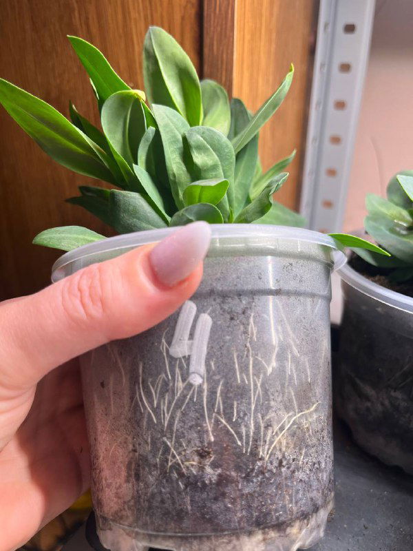 Прозрачный пластиковый стаканчик с пересаженной эустомой: видны белые корни в грунте, пальцы держат ёмкость для демонстрации состояния корневой системы.