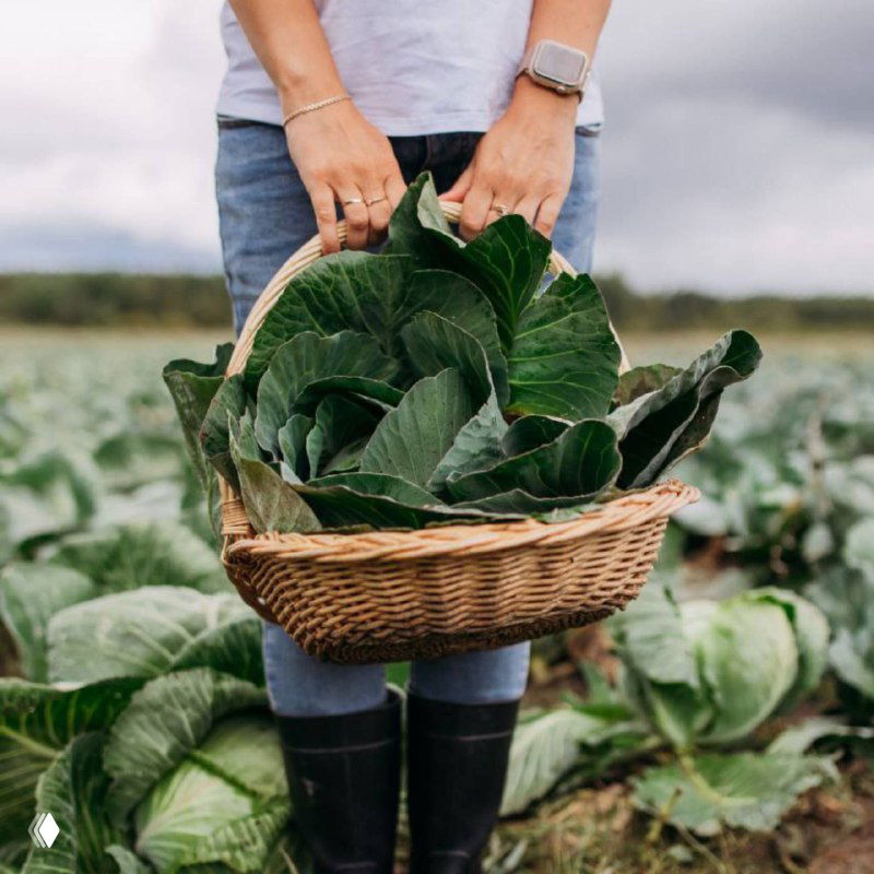 Руки человека в джинсах держат плетёную корзину с крупными кочанами капусты на сельском поле; видны ряды растений.
