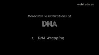 Миниатюра видеоролика: тёмный фон с английскими надписями «Molecular visualizations of DNA» и «DNA Wrapping», виден адрес источника в углу.