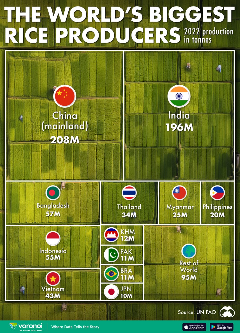 Аэрофотоснимок рисовых полей и инфографика Visual Capitalist с карточками крупнейших стран‑производителей риса в мире в 2022 году
