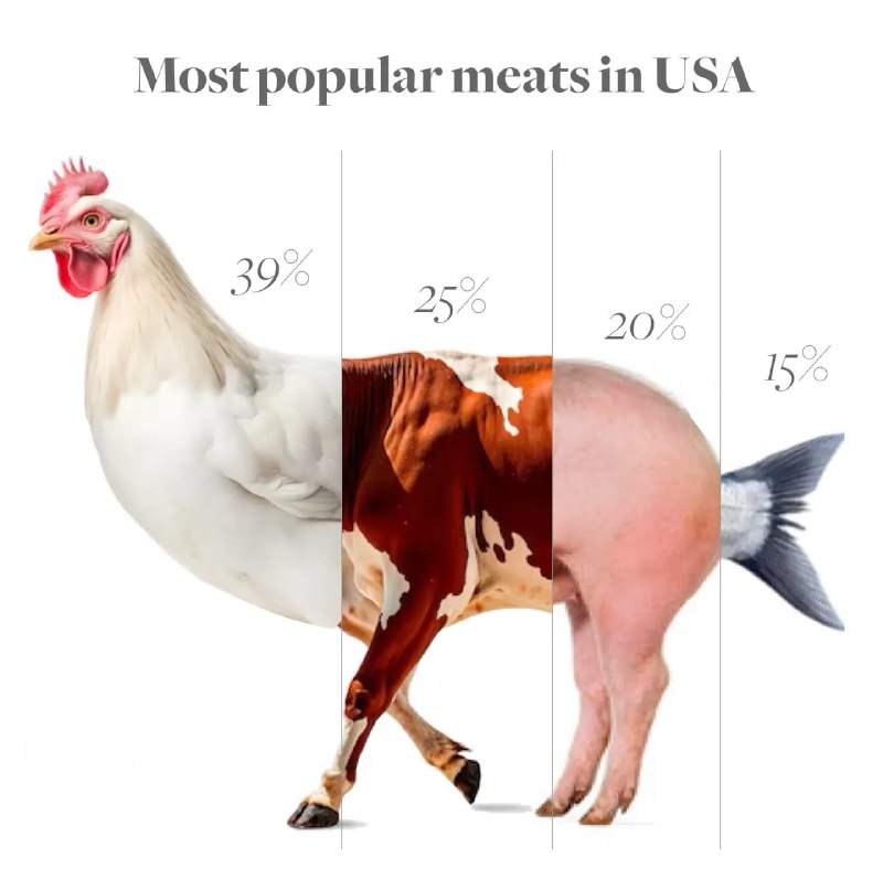 Коллаж: композиция животных (курица, корова, свинья, рыба) с заголовком 'Most popular meats in USA' и обозначенными процентами долей.