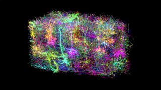 Цветная визуализация карты мозговых связей мыши: переплетение разноцветных траекторий нейронных соединений на тёмном фоне