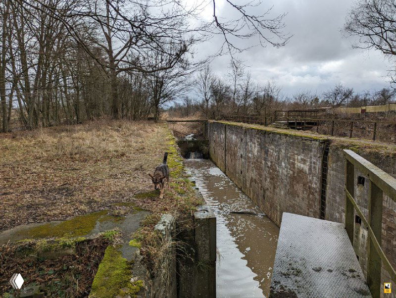 Дальний вид по лотку канала с частично заполненной водой; у берега виднеется собака и просёлочная дорога в лесистой местности.