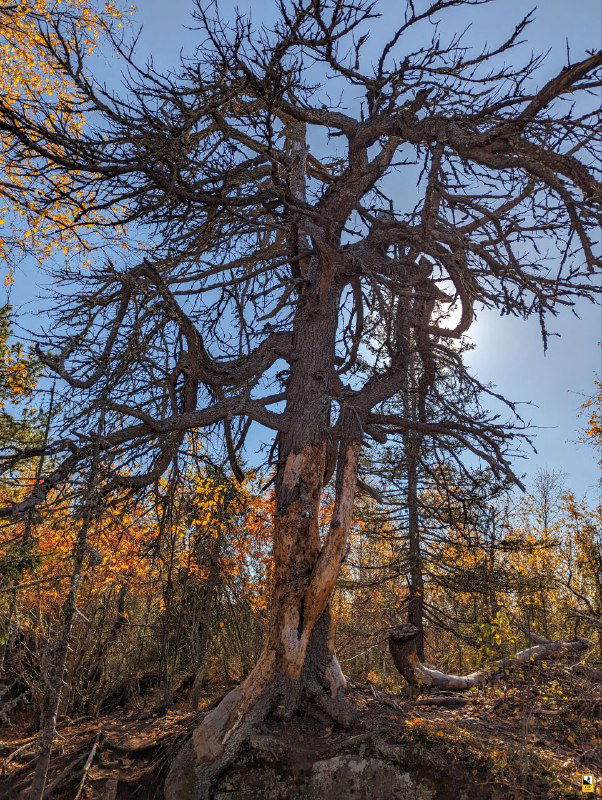 Извилистое корневище большого дерева, глубоко вросшее в камень на краю скалы, контраст тёмных корней и светлого песчаника.