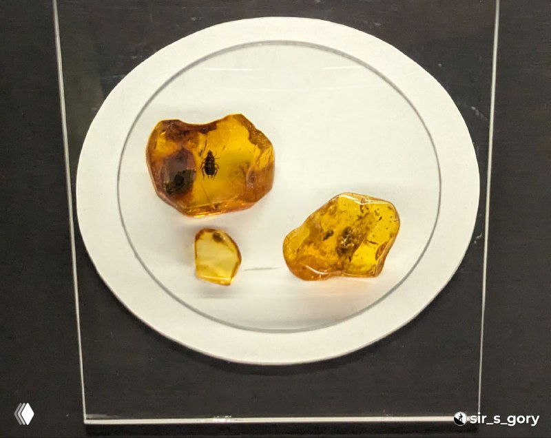 Три крупных куска янтаря на белой подставке; видны пузырьки и включения внутри прозрачной массы камня.