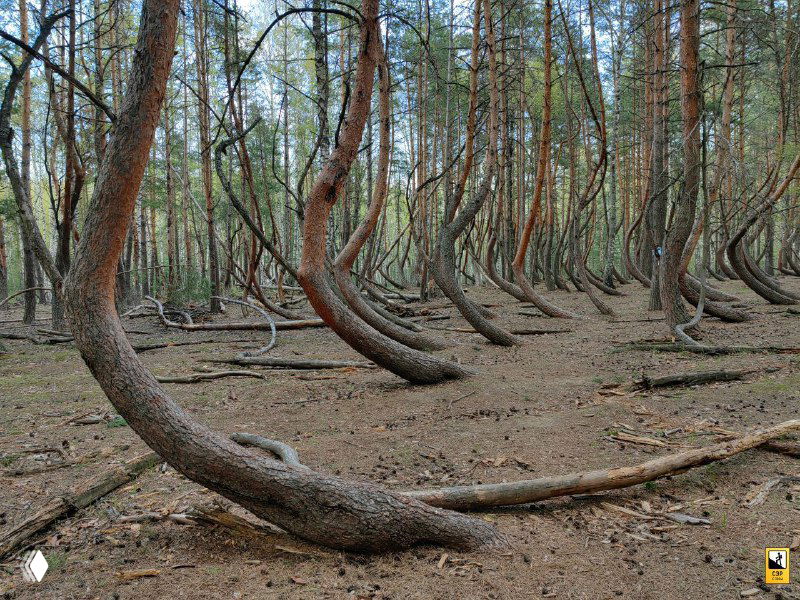 Фотография пейзажа 'Пьяного леса' в Рязанской области: стройные сосны с загнутыми у основания стволами, плотный лесной покров и сухая земля.