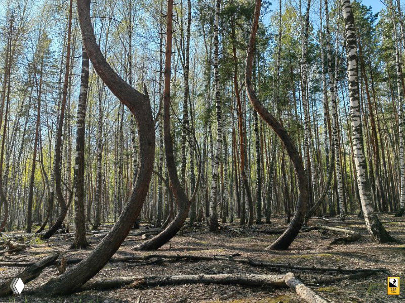 Широкий кадр с наклонёнными и изогнутыми соснами в 'Пьяном лесу', между стволами просачивается весеннее солнце и видна просека.