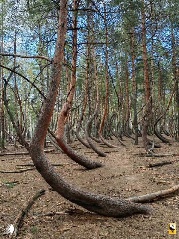 Вертикальная фотография ряда изогнутых сосен в Рязанской области: ровные берёзы на заднем плане и повторяющийся изгиб стволов.