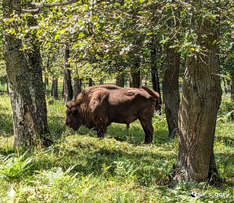 Зубр на лесной поляне под деревьями в Приокско-Террасном заповеднике под Серпуховом, крупный ракурс туловища и зелёная травяная подстилка.